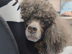 -天使宠物医院·犬猫分诊(彩虹店)