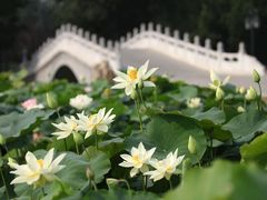 -圆明园停车场