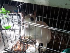 最下面最活跃的兔兔-锦尚阁烤鱼•天津菜(宣武门胡同店)