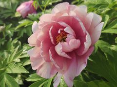 -洛阳市隋唐城遗址植物园