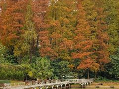 -荔枝公园(福田区)