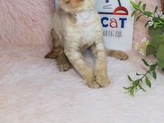-十年猫舍·猫咪专门店(普陀店)