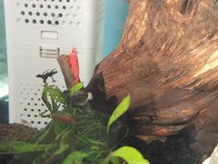 -麦当劳(金平路站店)