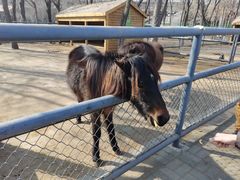 -长白岛森林公园