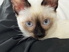 -佳雯宠物医院·皮肤科·内外科(春晓路分院)