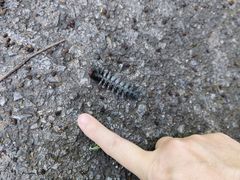 -龙苍沟森林公园