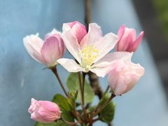 -海棠花溪(元大都城垣遗址公园)