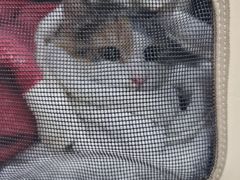 -纳吉亚猫专科动物医院(康都外科中心)