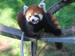 -西霞口神雕山野生动物世界