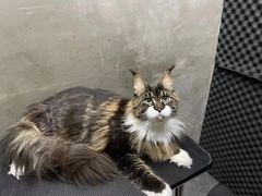 -PETKIT小佩宠物·低压洗护(国顺东路店)