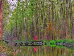 -合肥滨湖国家森林公园