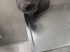 -申普宠物医院·心脏介入·心血管微创(总院)