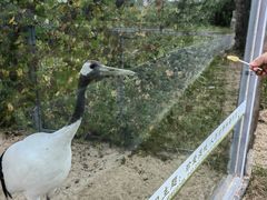 -盐城丹顶鹤湿地生态旅游区