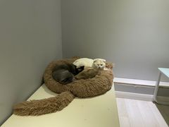 -喵的天空名猫咖啡馆·撸猫·猫舍·用品