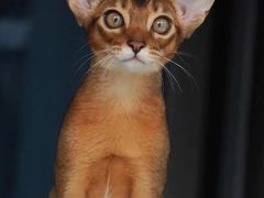 -猫十亿·布偶金渐层·曼基康矮脚猫舍(青年路店)