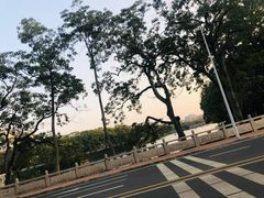 -谢怀亮芝麻茶