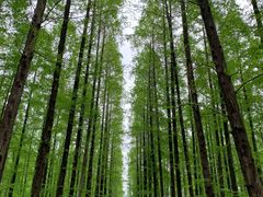 -东平国家森林公园