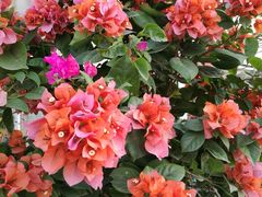 -龙大花卉苗木市场