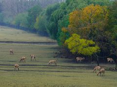 -溱湖国家湿地公园