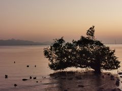 -深圳湾公园(南山区)