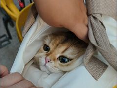 -全心全意连锁动物医院·微创中心·内科急重症·心脏专科(丰管路店)