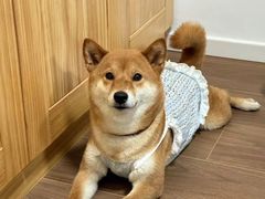 -唐小姐の私宠·宠物洗护美容·撸猫馆·购宠(周浦万达旗舰店)