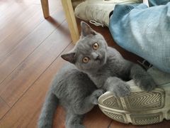 -Meowの猫咖(万家丽店)