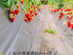 -大自然农场蔬菜草莓采摘园