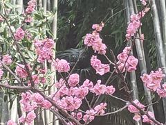 -望江楼公园