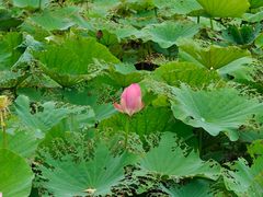 -宜兴龙背山森林公园