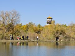 -金塔沙漠胡杨林景区