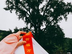 -千年银杏谷文化旅游区