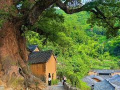 -杨家堂村