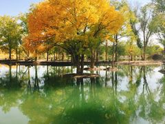 -金塔沙漠胡杨林景区