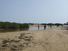 -北海金海湾红树林生态旅游区