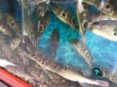 -肆月河豚·新淮扬(金融街店)