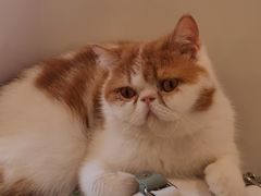 -飞行喵MR PILOT|猫舍·猫咖(静安大融城店)