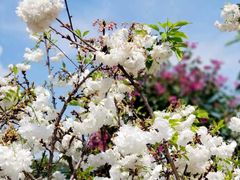 -观澜湖生态运动公社