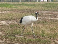 -盐城丹顶鹤湿地生态旅游区