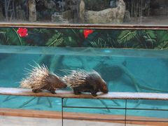 -清迈夜间动物园