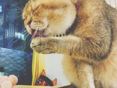 -猫在这儿猫咪咖啡馆·撸猫馆