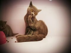 -喵的天空名猫咖啡馆·撸猫·猫舍·用品