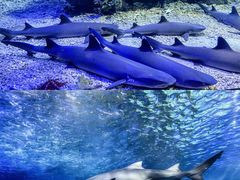 -江和美海洋公园