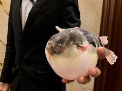 -肆月河豚·新淮扬(金融街店)