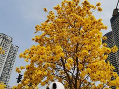 -洲头咀公园