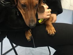 -伟伟宠物医院·CT影像中心·瑞派犬猫综合性门诊(汉口总院)