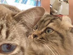 -猫亿天猫咖