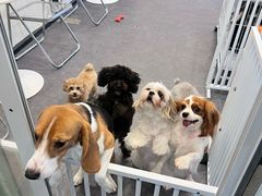 -有喵·猫咖·狗咖·30几只猫10只小狗(岗厦店)