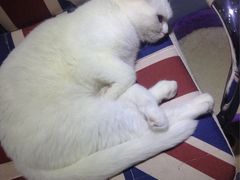 -喵的天空名猫咖啡馆·撸猫·猫舍·用品