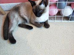 -藏猫猫咖啡主题馆(中央大道店)